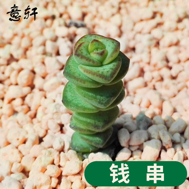 ��������ֲ�����24������ֲ��DIY����������ֲ������ϰ칫�� Ǯ��/��3-5cm ������ 2Ԫ