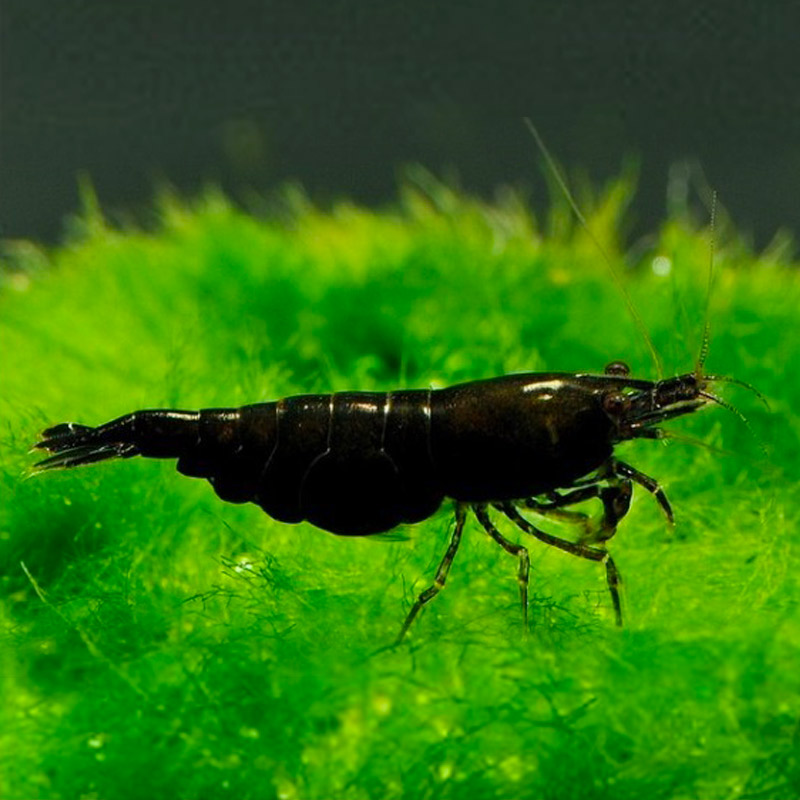 水族活体怎么看历史价格|水族活体价格走势图