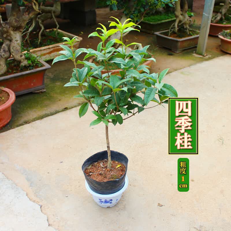 桂花树苗 桂花盆栽桂花桂花苗四季桂花嫁接桂花树桂花盆景 四季桂(四