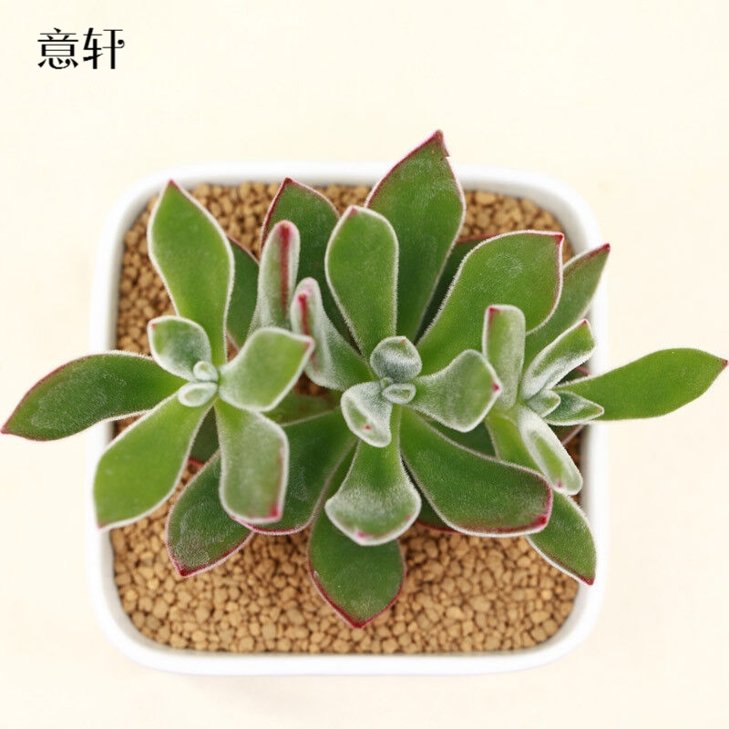 ��������ֲ�� ������Ʒ�칫����������ֲ�� ���������ֲ  ������ ���� ������ 5Ԫ