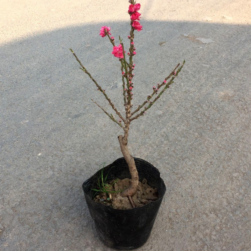 春沭 寿星桃苗重瓣桃花寿心桃盆栽盆景桃树苗树 带花苞耐寒植物 3年