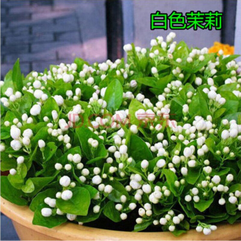 花卉种子 茉莉花种子 多年生木本白茉莉种子 白色茉莉20粒