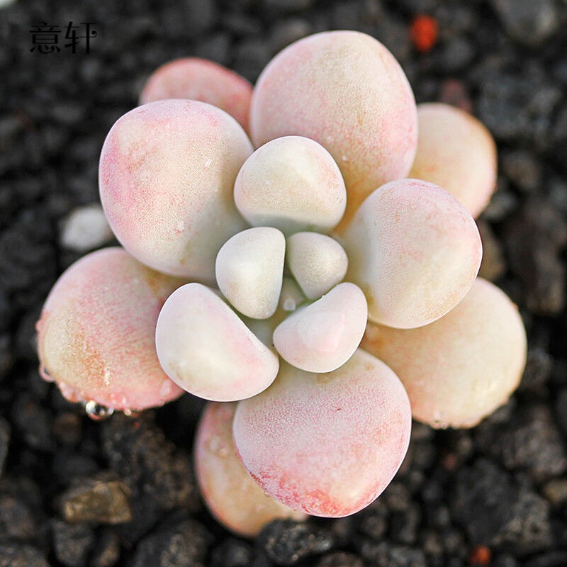 ���� ���� ����ֲ�� ���� ������