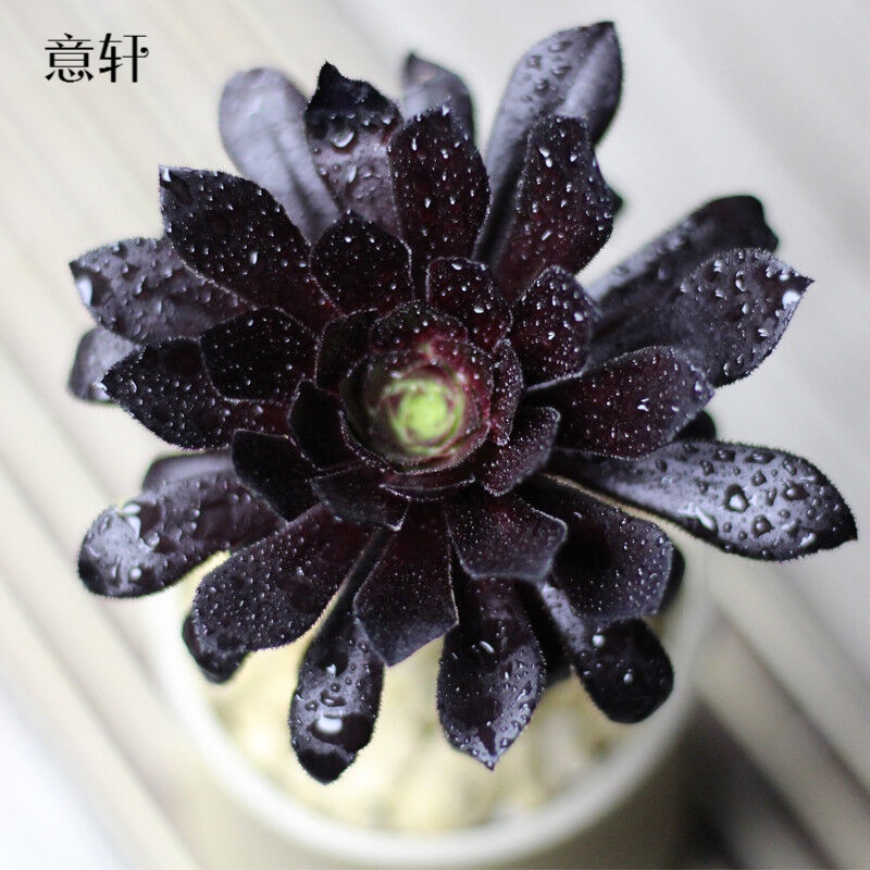 ��������ֲ�� ������Ʒ�칫����������ֲ�� ���������ֲ  �ڷ�ʦ ���� ������ 5Ԫ