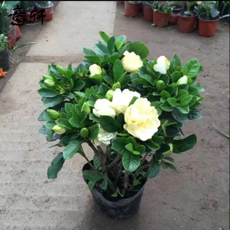 京东花卉史低查询|花卉价格比较