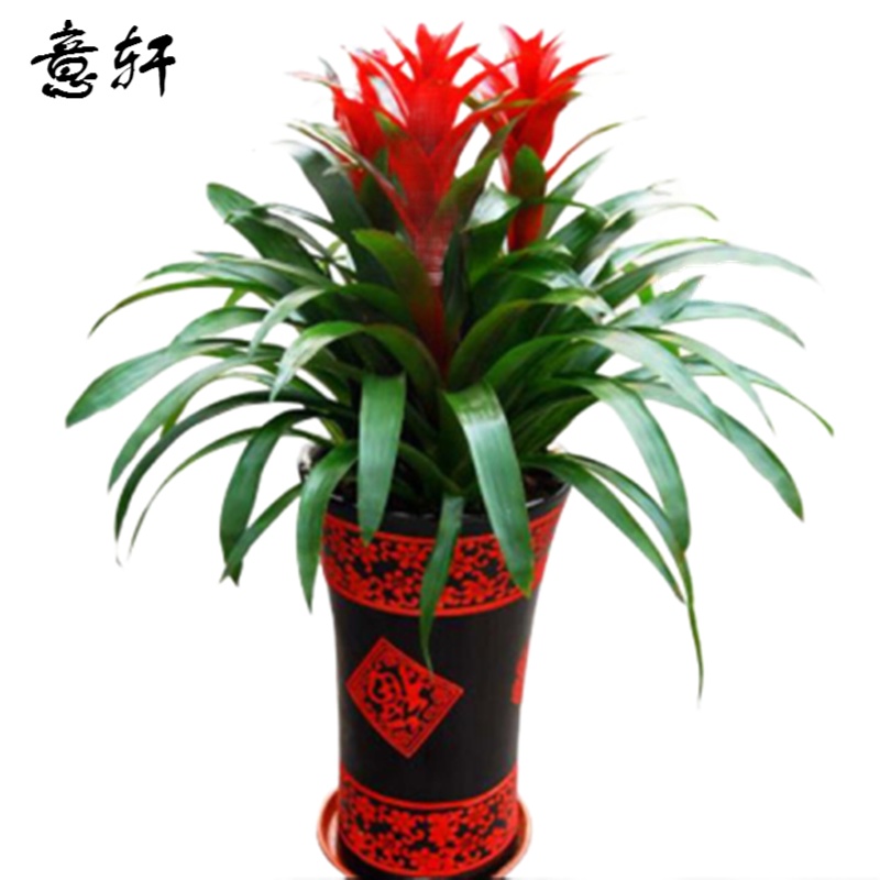 意轩 鸿运当头卧室内花卉盆栽庭院办公桌阳台观花植物育苗盆带土发货