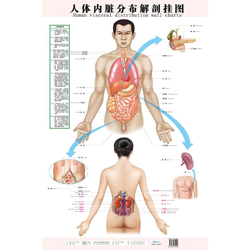 人体内脏分布解剖挂图  中英文对照 医学解剖挂图