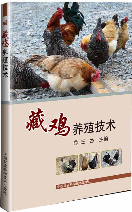 藏鸡养殖技术