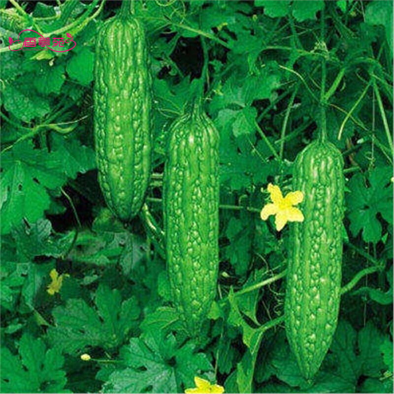 香葶苑 天天摘长 绿苦瓜籽 白苦瓜 阳台种菜蔬菜 耐热
