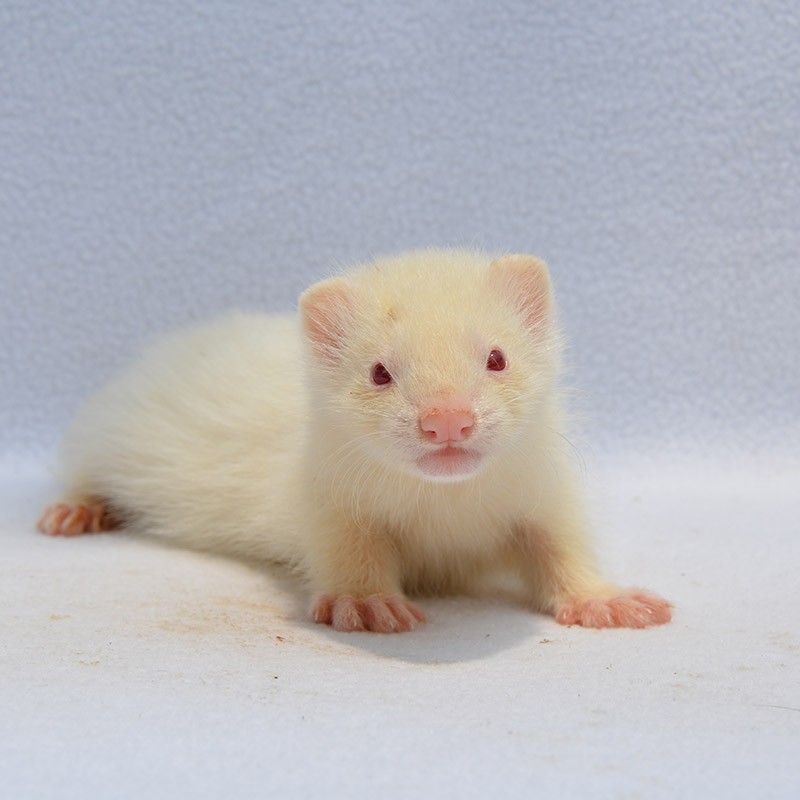 double yellow安哥鲁貂活体 宠物雪貂活物幼崽貂宝宝安格鲁貂 红眼