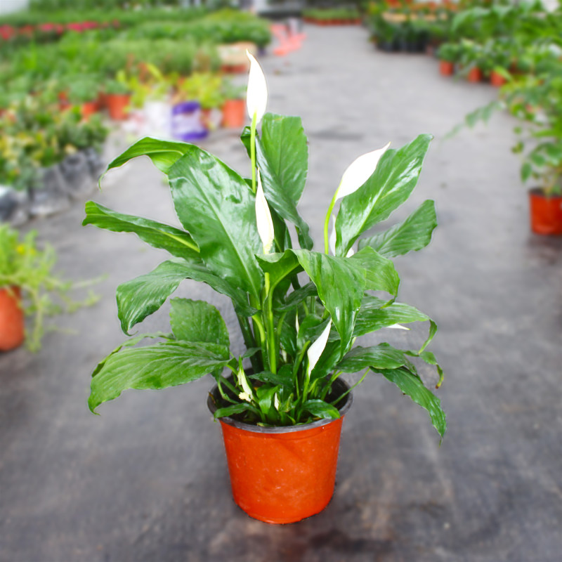 春沭 白掌一帆风顺水培土培绿植粉掌客厅办公室花卉盆栽 白掌盆栽