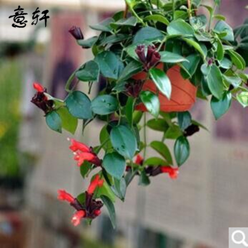 室内苗木室内盆栽垂吊花卉植物花卉盆栽土培水培植物 口红吊兰整盆苗