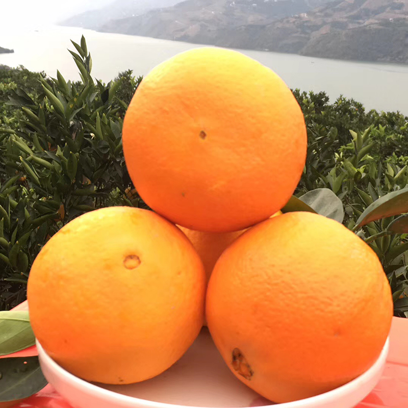 逮果重庆奉节脐橙纽荷尔橙子新鲜孕妇水果生鲜甜橙冰糖橙子礼盒装 奉节脐橙10斤礼盒装（75-80）