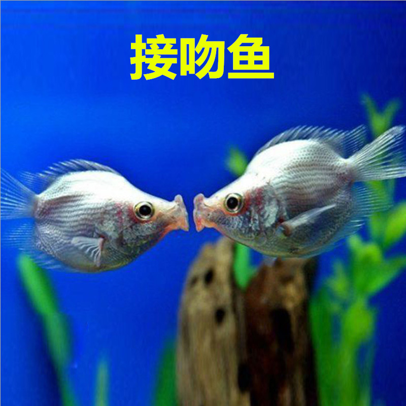 鱼游鱼戏 小型观赏鱼热带鱼活体宠物鱼缸造景生态活体 曼龙丽丽接吻一眉刚果美人 接吻3只（3-4CM）