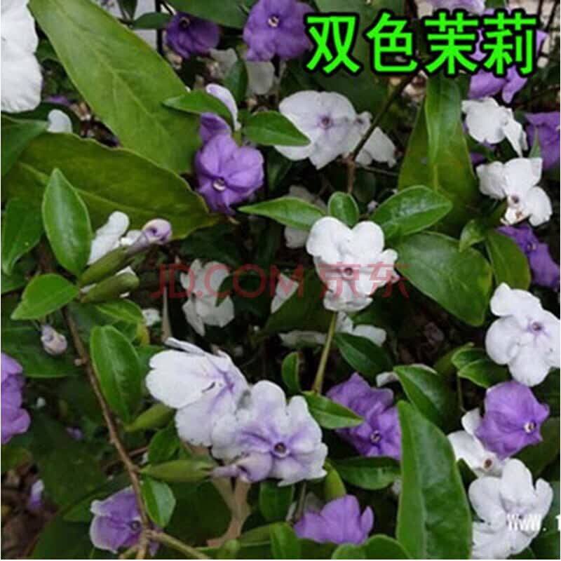 花卉种子 茉莉花种子 多年生木本白茉莉种子 双色茉莉20粒
