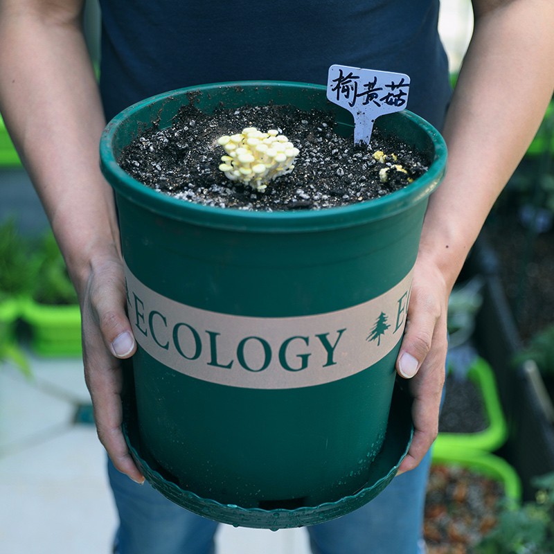 加仑盆阳台蔬菜青山盆多肉盆栽花盆菜盆家庭种菜种花常用盆 3加仑 
