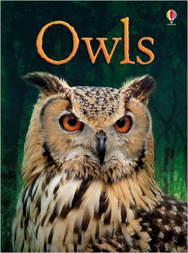 猫头鹰 Owls Usborne 英文绘本进口原版