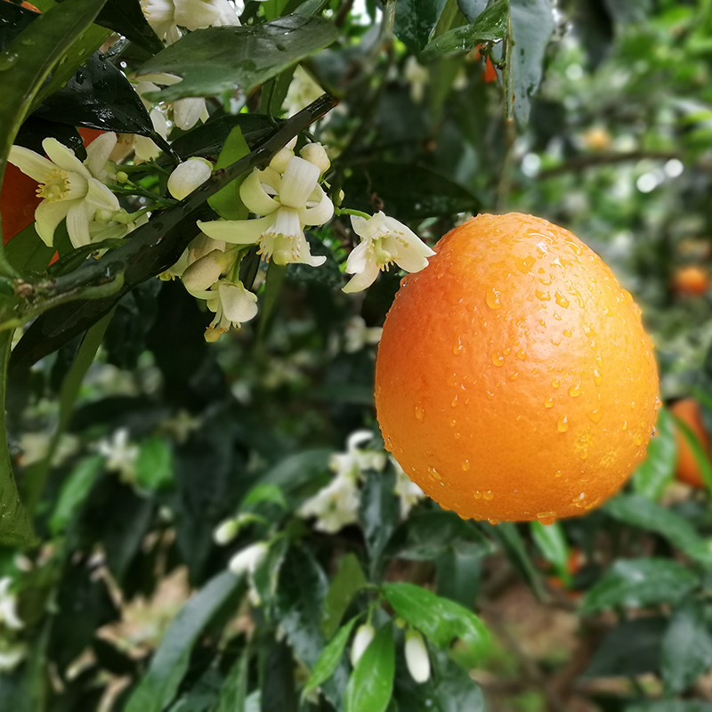 逮果重庆奉节脐橙纽荷尔橙子新鲜孕妇水果生鲜甜橙冰糖橙子礼盒装 奉节脐橙10斤礼盒装（75-80）