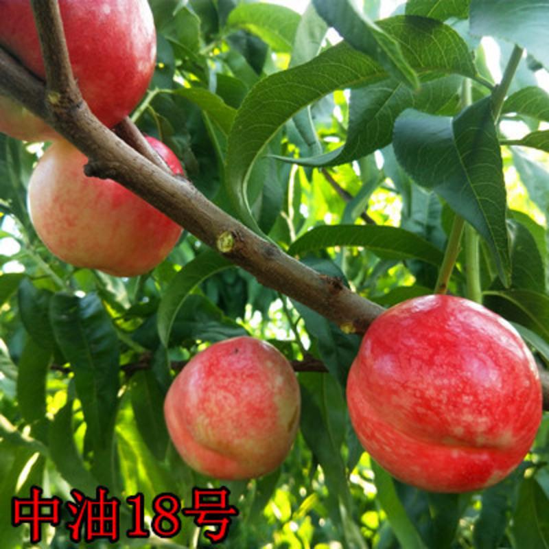 中油18号油桃5年苗 81cm(含)-110cm(含)