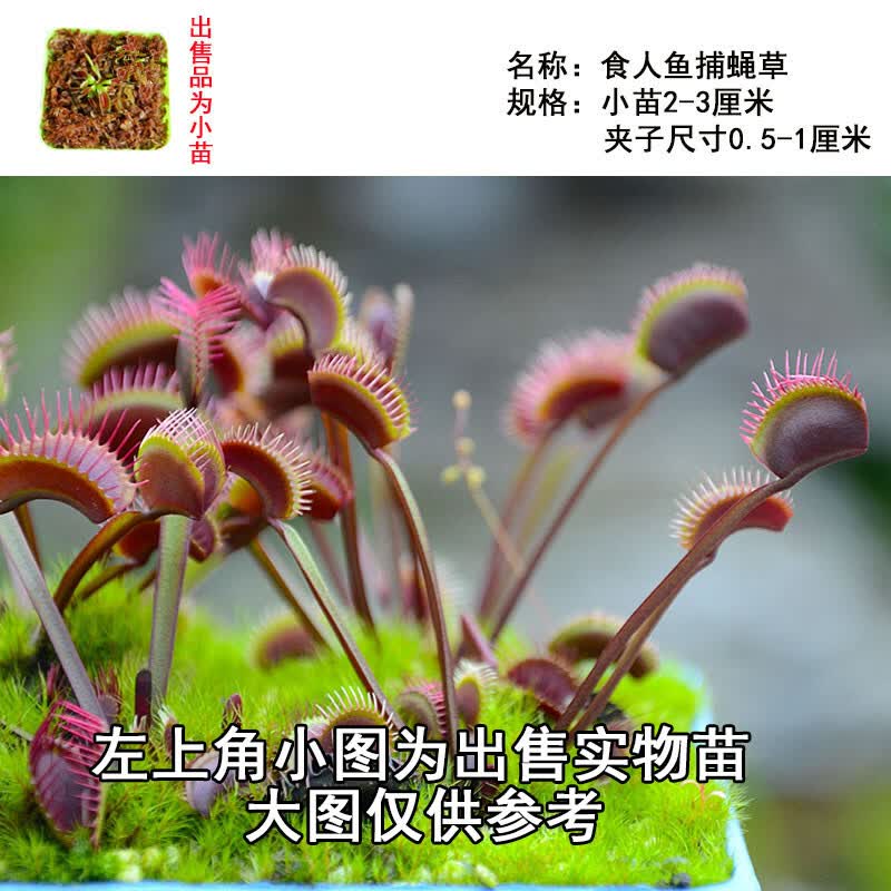 新奇植物 奇特植物 捕蝇草苗 食虫植物 食虫草苗小苗幼苗夏季驱蚊草