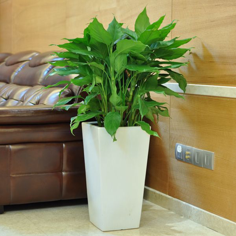 御春阁 原盆原土发货万年青 绿巨人盆栽 室内客厅大型盆景植物 绿植