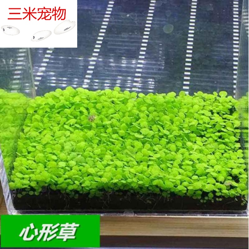 水族箱生态鱼缸造景水草种子套餐 前景草 后景草种子 速成草皮 心形草