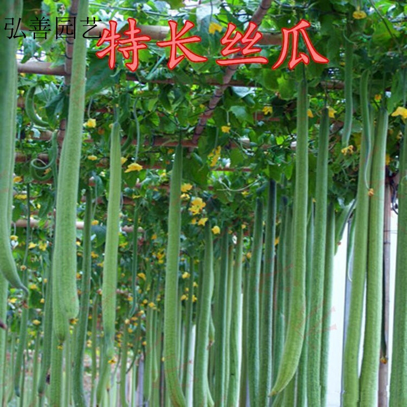 香葶苑巨型一号特长丝瓜种子观光园庭院适用巨型丝瓜水四季爬藤遮阴