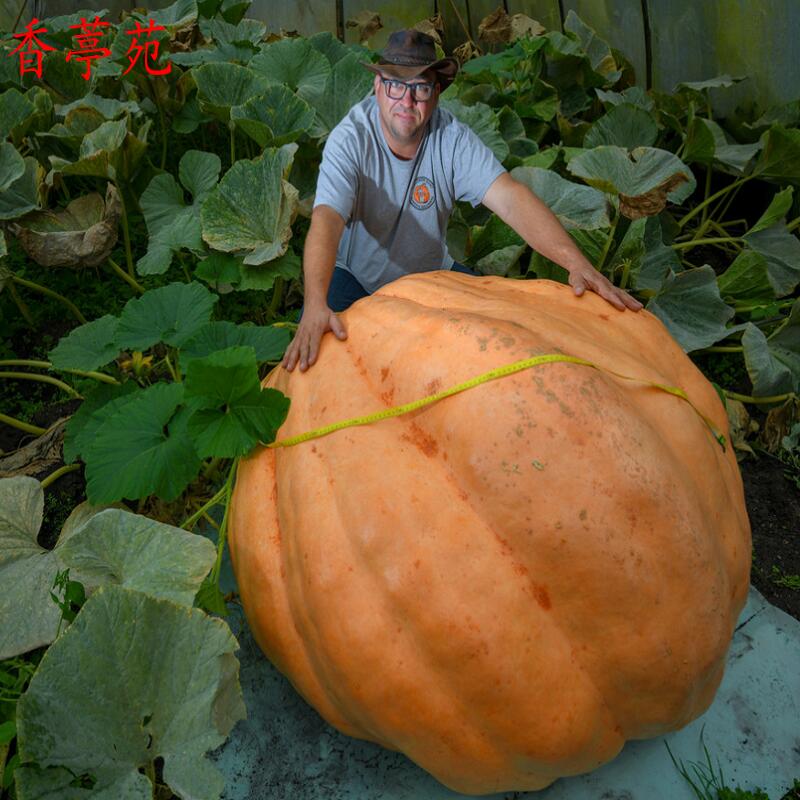 香葶苑英国大南瓜巨型南瓜太空南瓜新品种大田蔬菜种子春播蔬菜种子瓜