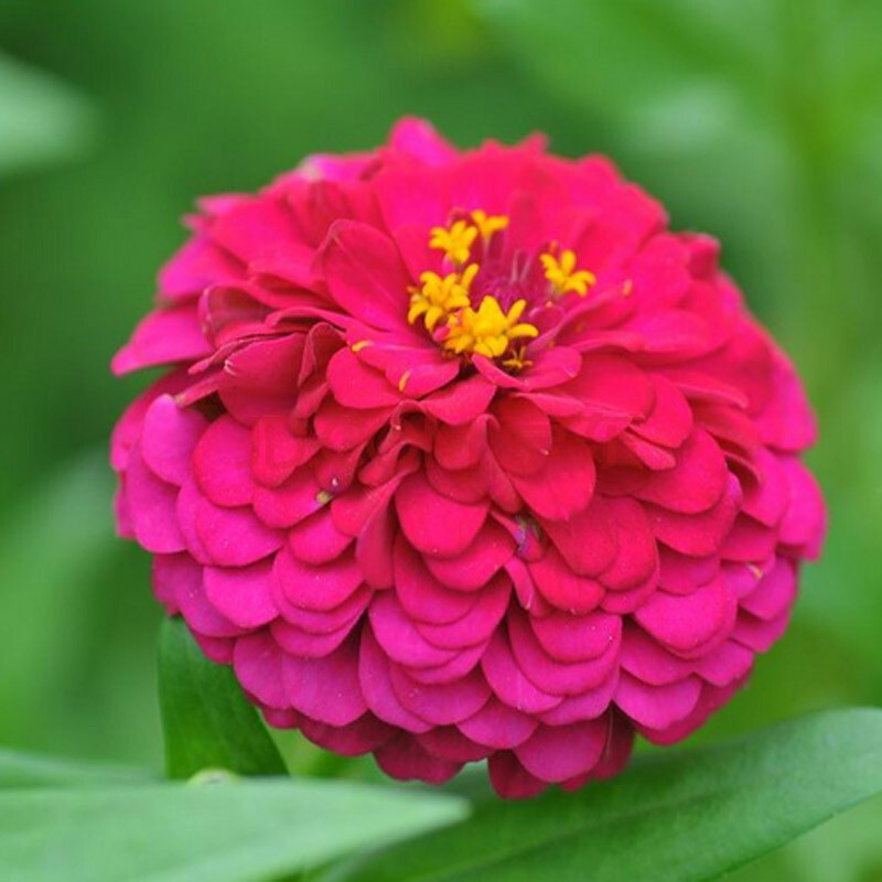 花中酷 百日草种子百日菊花籽花种四季室外易活百日草花种子 玫红