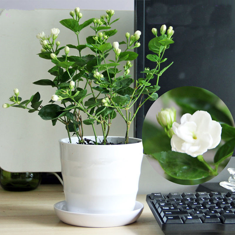 醉花春 茉莉花绿植花卉白色茉莉花带盆 盆栽茉莉花苗 茉莉花白色螺纹