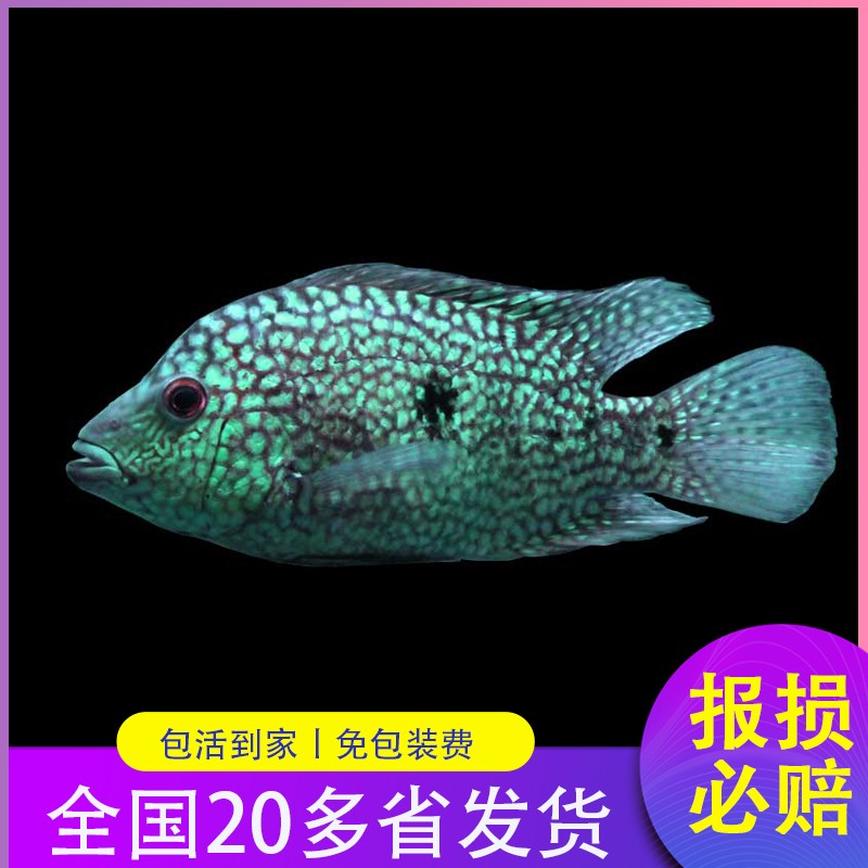 までには フィードワン d5 平均5 0mm ペット なるべく までには フィードワン d5 平均5 0mm ペット なるべく
