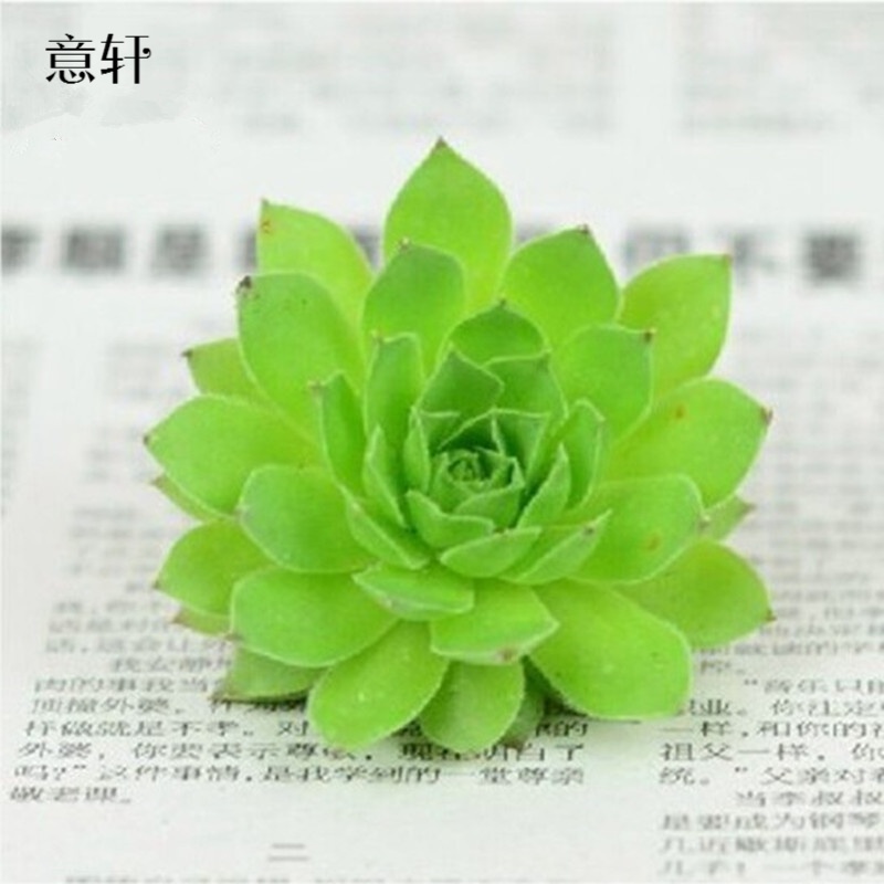 ����ֲ��24����Ʒ�칫��������ֲ�����������¶����ֲ�� ���������� 1Ԫ