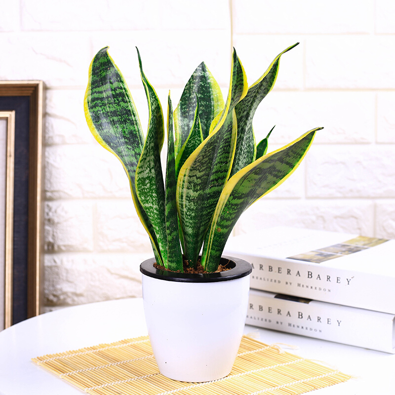 花俊金边虎皮兰盆栽室内客厅绿植大虎尾兰花卉植物 ,一盆3棵   25厘米