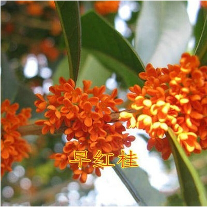 香葶苑桂花籽 桂花树种子金桂丹桂沉香桂四季桂花种子花卉种子桂花