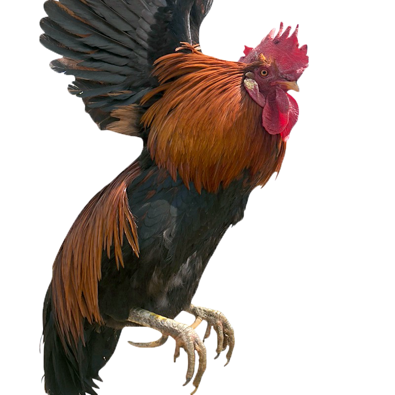 土鸡 四年左右老公鸡  农村大红公鸡 新鲜速冻 散养柴鸡 一只价 3