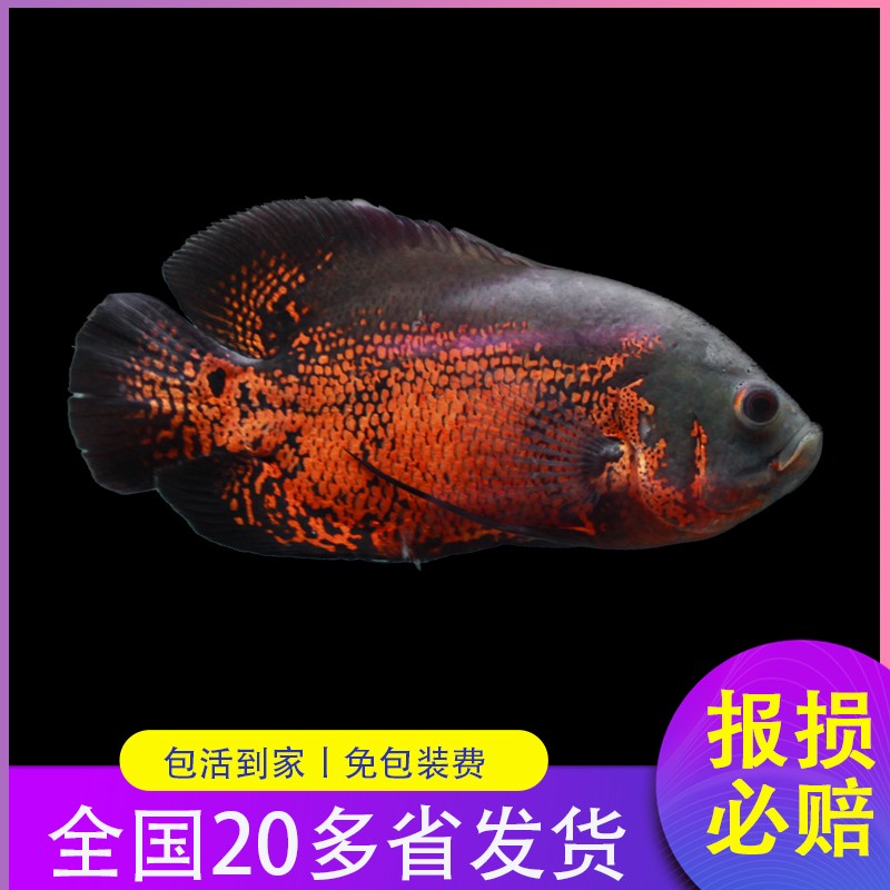 金龙鱼发财鱼招财银龙鱼黑白地图皇冠三间蓝鲨大型鱼混养发财鱼包活