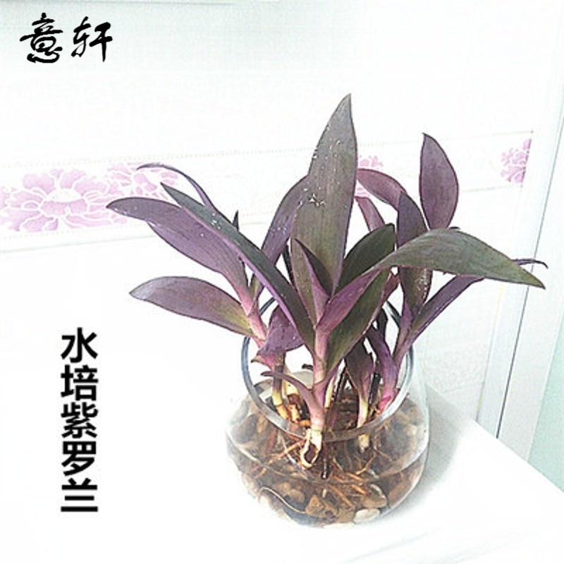 紫罗兰盆栽绿植四季花卉垂吊植物客厅卧室吊兰水培 紫罗兰【方缸 不