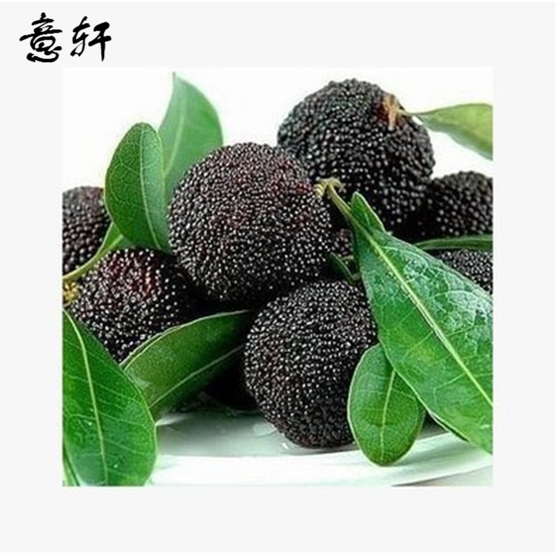 意轩正宗东魁杨梅树苗嫁接苗台湾黑高峰杨梅树苗特大果树苗当年结果