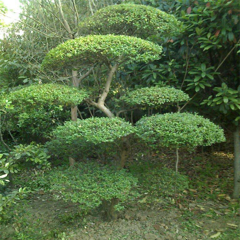彩色花木金叶女贞树苗女贞造型树绿篱笆苗女贞苗 女贞造型一颗随机