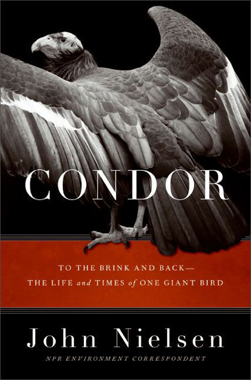 condor