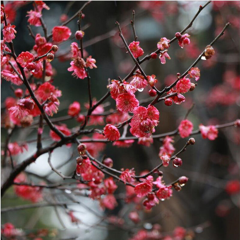 上客来梅花树苗腊梅红梅树桩室内庭院盆栽地栽盆景当年开花北方植物