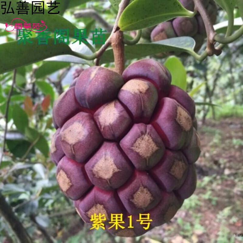 果树苗布福娜黑老虎树苗水果苗爬藤酒饭团南北方种植当年结果果树苗