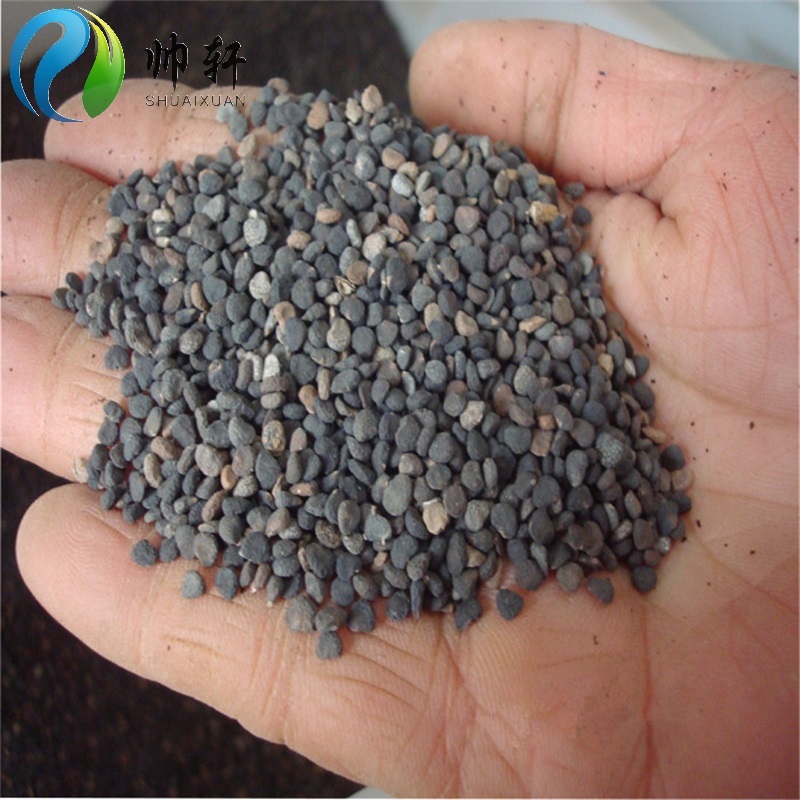 帅轩  曼陀罗种子醉心花盆栽花卉种子 新采种子 200粒