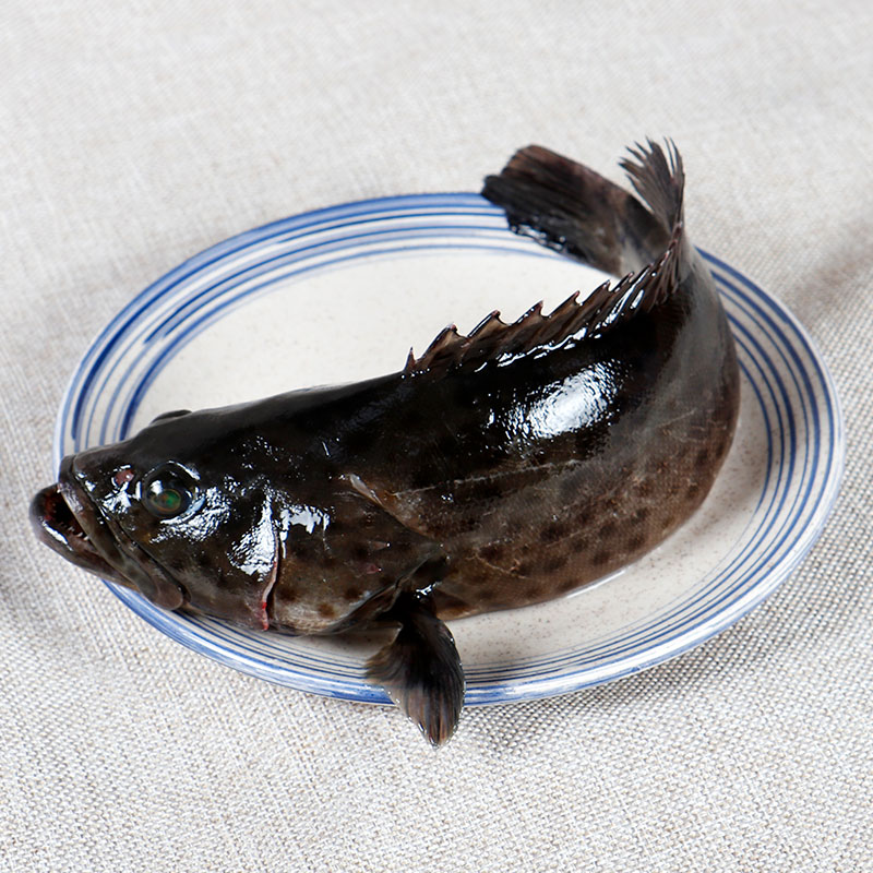 海鲜颂冷冻石斑鱼龙胆石斑鱼海鱼海鲜水产鱼类火锅食材清蒸年夜饭龙趸