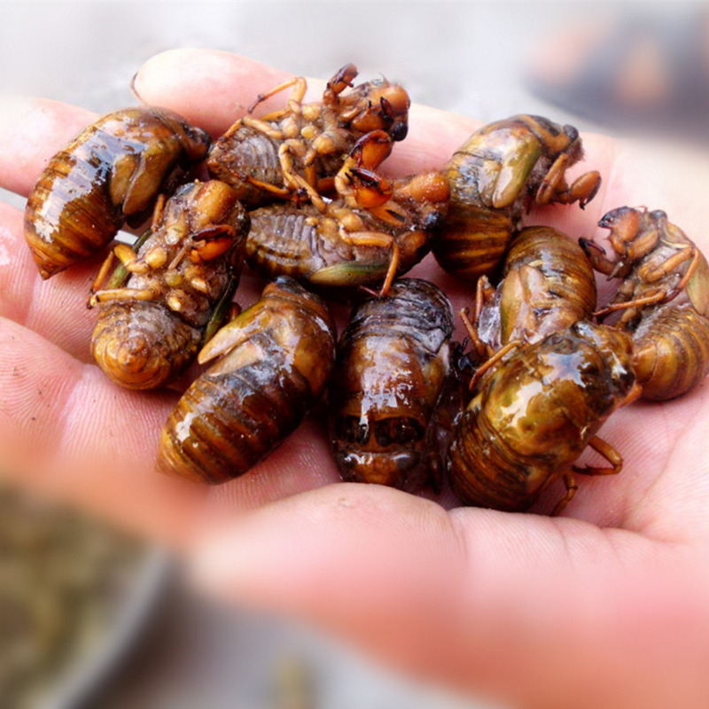 山胖子知了猴新鲜山东金蝉知了速冻知了龟生鲜爬叉 小知了猴100只