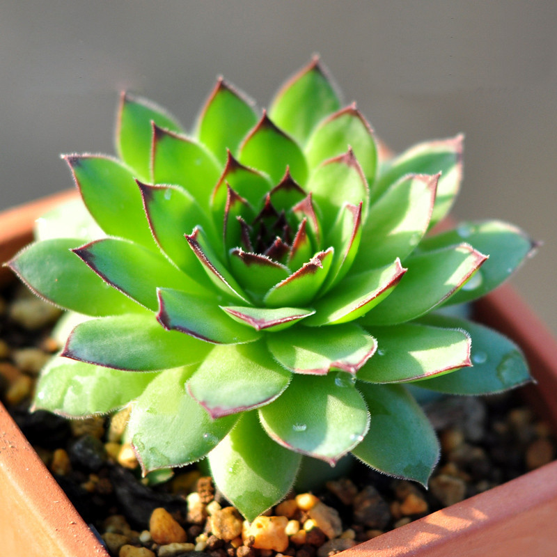 若绿 多肉 盆栽绿植组合白牡丹观音莲办公室桌面迷你多肉小盆景盆