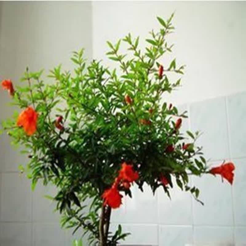 醉花春 花石榴 石榴花 迷你小盆栽不含盆 二年