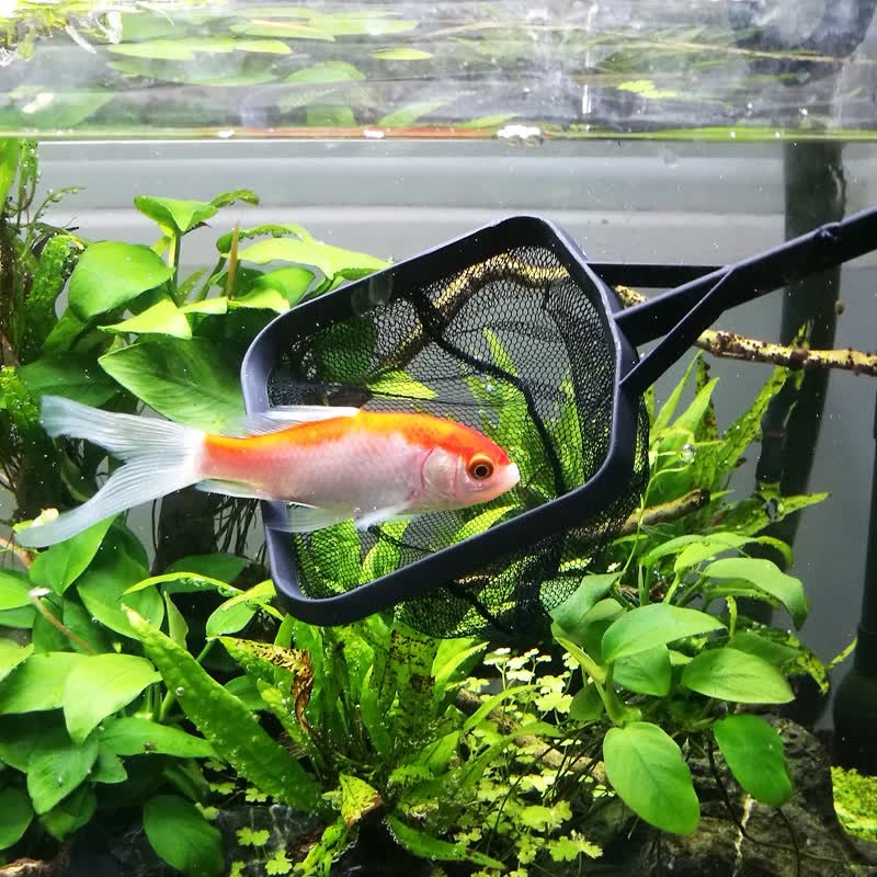 森森（SUNSUN） 鱼缸鱼捞捞鱼网兜水族箱抄网方形小型鱼网捞 特小号渔捞(渔网长9.5宽9cm)