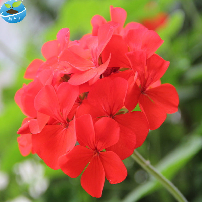 正常发货 旱金莲种子花卉种子盆栽庭院美化工程绿化草花种子一播大地