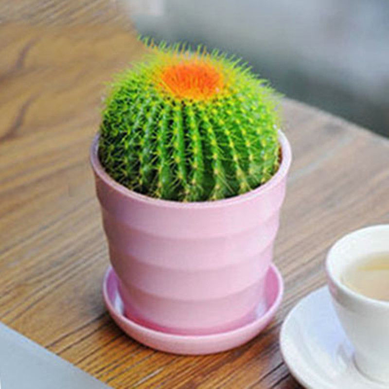 醉花春 迷你仙人球  懒人易养护盆栽 多肉植物 彩金冠 不含盆